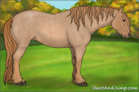 Horse Color:Red Roan 