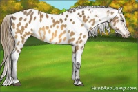 Horse Color:Buckskin Near Leopard 
