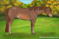Horse Color:Liver Red Roan 
