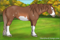 Horse Color:Liver Chestnut Splash Frame 
