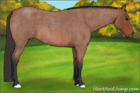 Horse Color:Bay Roan 