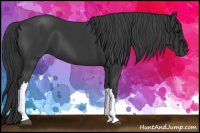 Horse Color:Black 