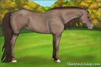 Horse Color:Classic Champagne 