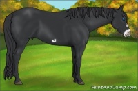 Horse Color:Black Frame 