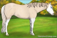 Horse Color:Gold Champagne Roan Dun Splash 