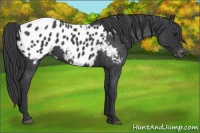 Horse Color:Blue Roan Appaloosa 