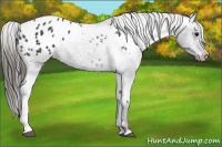 Horse Color:Blue Roan Appaloosa 
