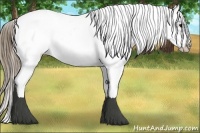 Horse Color:White Spotted Smoky Black Splash Frame Appaloosa Rabicano 