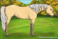 Horse Color:Silver Buckskin 