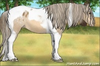 Horse Color:Buckskin Tobiano Blanket 