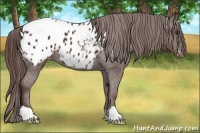 Horse Color:Liver Chestnut Appaloosa
