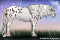 Horse Color:Liver Chestnut Appaloosa 