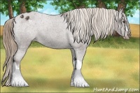 Horse Color:Liver Chestnut Appaloosa 