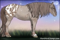 Horse Color:Classic Champagne Appaloosa