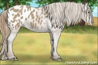 Horse Color:Classic Cream Champagne Blanket 