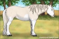 Horse Color:Perlino Splash 