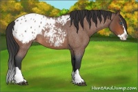 Horse Color:Bay Roan Splash Appaloosa 