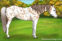 Horse Color:Bay Dun Splash Blanket 