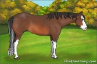 Horse Color:Bay Splash 