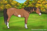 Horse Color:Bay Splash Frame 