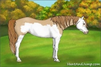 Horse Color:Red Dun Splash Frame 