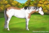 Horse Color:Bay Splash Frame 