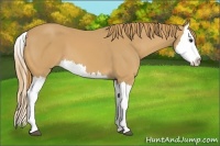 Horse Color:Chestnut Splash 