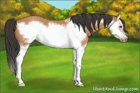 Horse Color:Bay Splash Frame 
