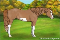 Horse Color:Chestnut Splash Frame 