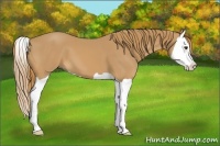 Horse Color:Chestnut Splash 