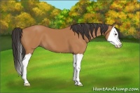 Horse Color:Bay Splash 