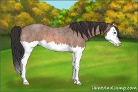 Horse Color:Bay Roan Splash 