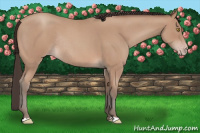 Horse Color:Amber Champagne Roan Rabicano 