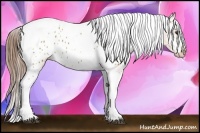 Horse Color:Bay Tobiano Appaloosa 