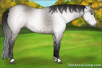 Horse Color:Gray Buckskin 