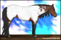 Horse Color:Bay Near Fewspot 