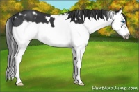 Horse Color:White Spotted Black Splash Frame 