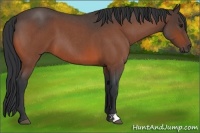 Horse Color:Bay Roan 
