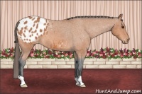 Horse Color:Bay Roan Appaloosa 