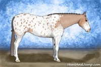 Horse Color:White Spotted Bay Appaloosa