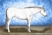 Horse Color:White Spotted Brown Frame Appaloosa 