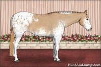 Horse Color:White Spotted Chestnut Tobiano Appaloosa 