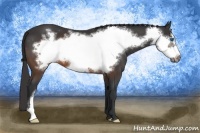 Horse Color:Brown Frame Appaloosa 