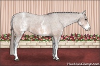 Horse Color:White Spotted Bay Appaloosa 