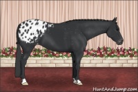 Horse Color:Black Appaloosa 