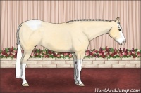 Horse Color:Silver Buckskin Splash Snowcap 