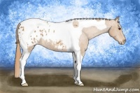 Horse Color:Chestnut Tobiano Appaloosa