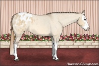 Horse Color:Buckskin Roan Dun Splash Varnish 
