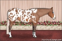 Horse Color:Silver Bay Splash Appaloosa 