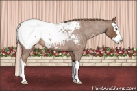 Horse Color:Red Roan Splash Snowcap 